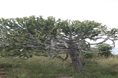 Euphorbia antiquorum